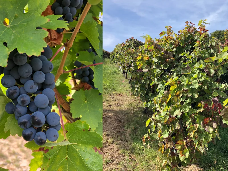 Weinreben im Taubertal