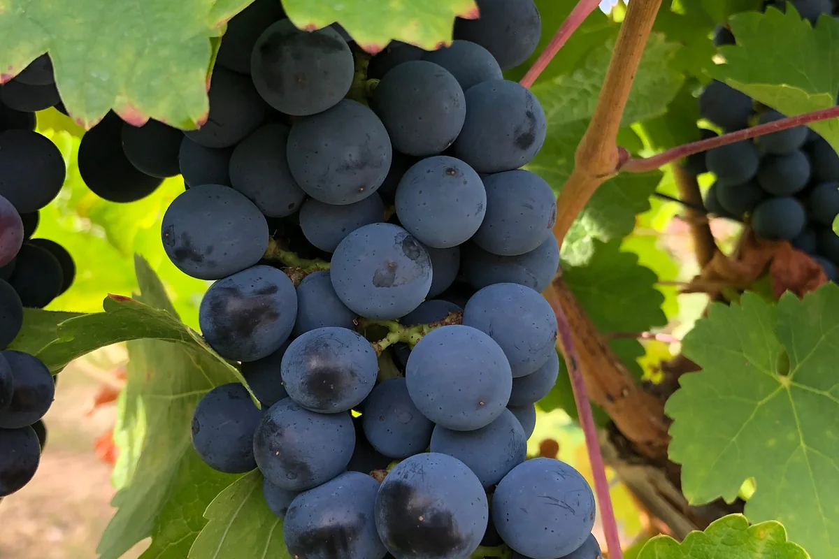Reife Trauben im Weinberg des Laurentius in Tauberzell